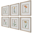 Uttermost Classic Botanicals Framed Prints - Set of 6