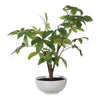 Uttermost Pachira Money Tree