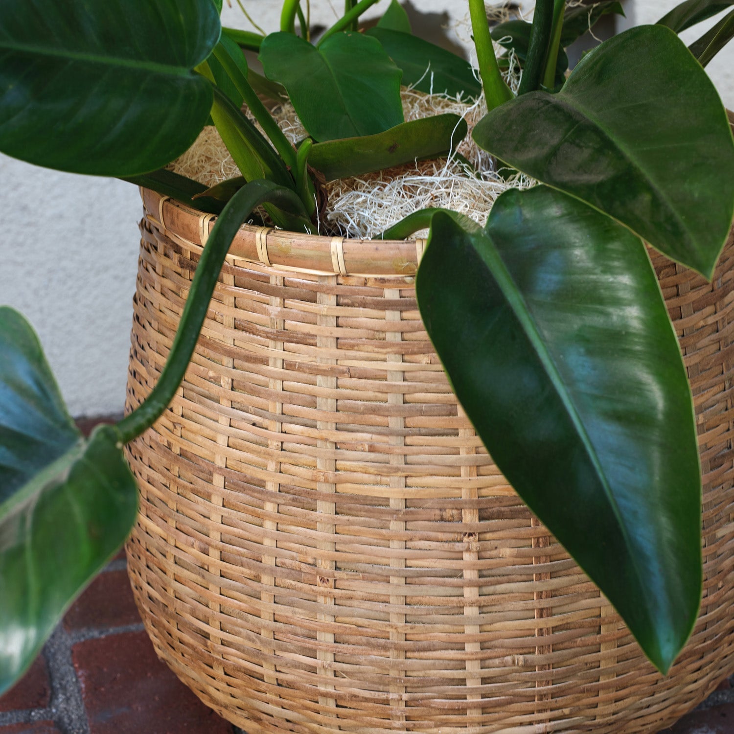 Made Goods Mosley Round Planter Set of 2