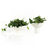 Pressler Outdoor Planter - Set of 2