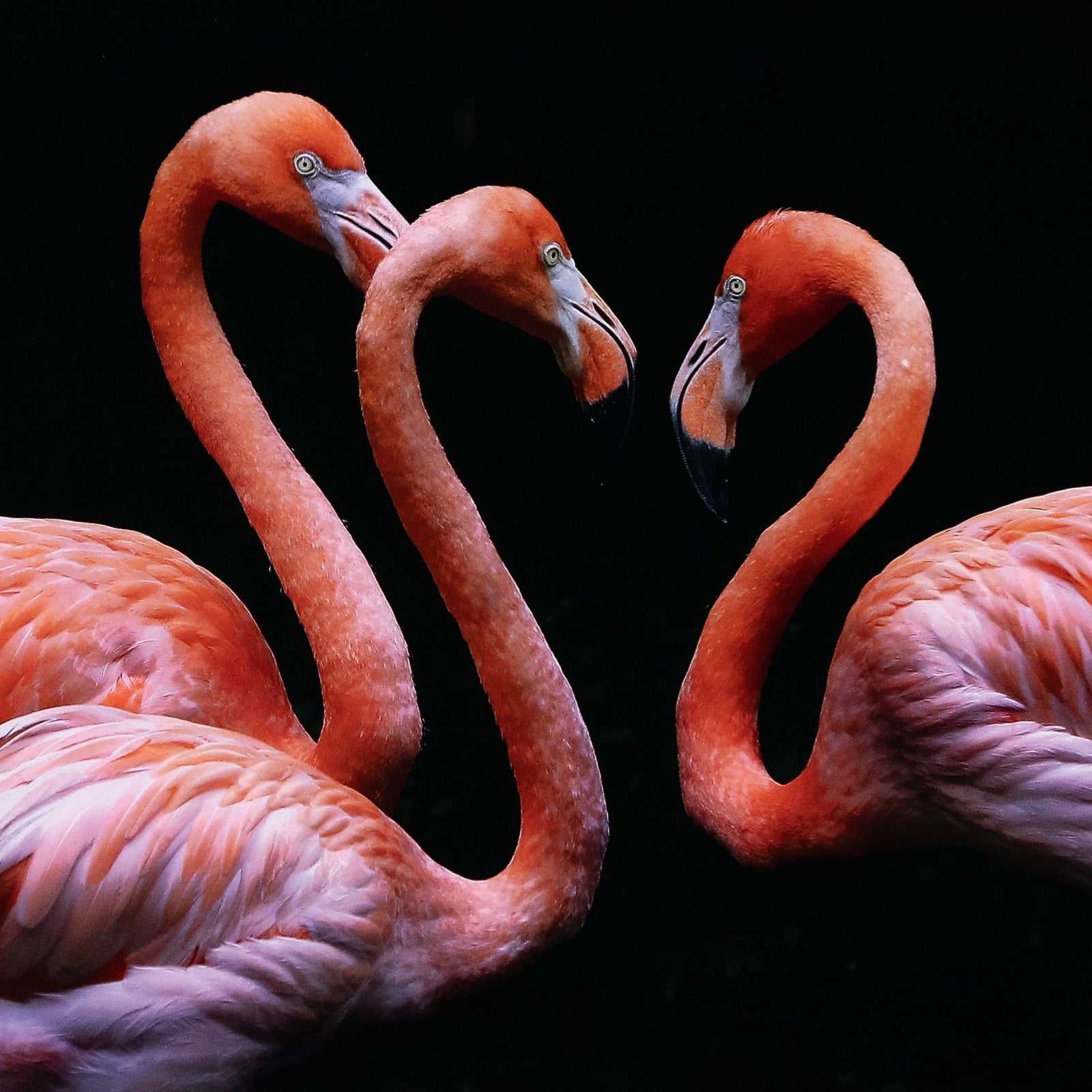 Three Flamingos by Getty Images