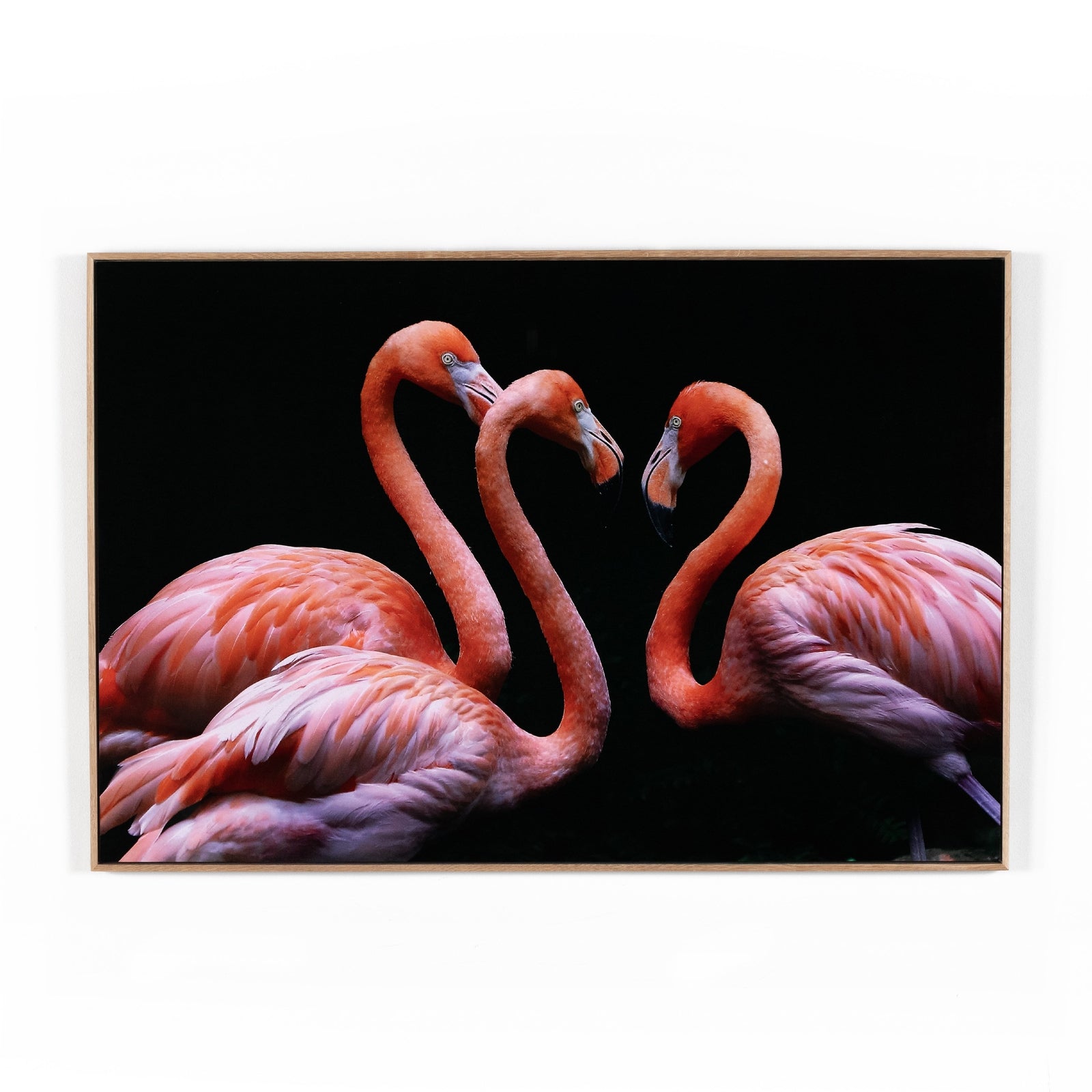 Three Flamingos by Getty Images