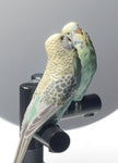 Lladro Parrot Vanity Vanity Mirror