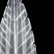 Fine Art Plume 45