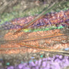Fine Art Plume 45