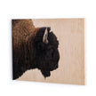 American Bison-Maple Box 60