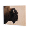 American Bison-Maple Box 60