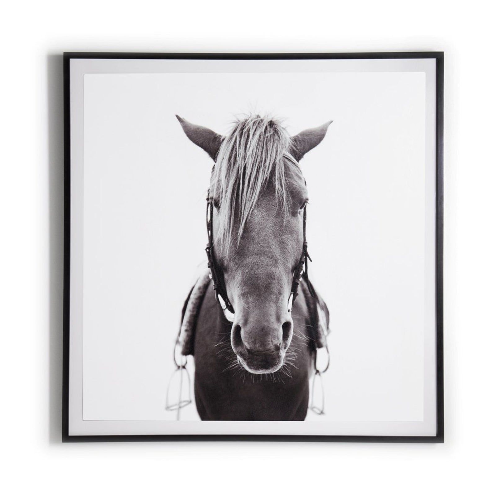 Horse-Photo,Black Mpl