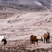 Wild Horses