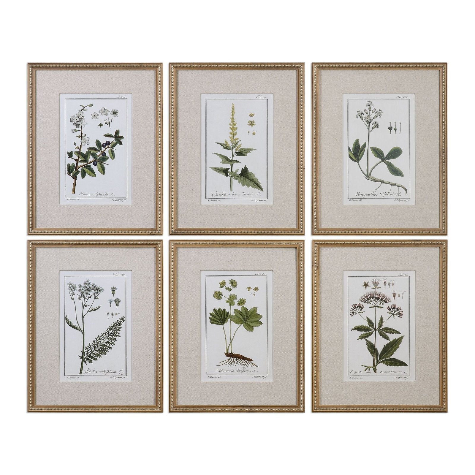Uttermost Green Floral Botanical Study Prints - Set of 6